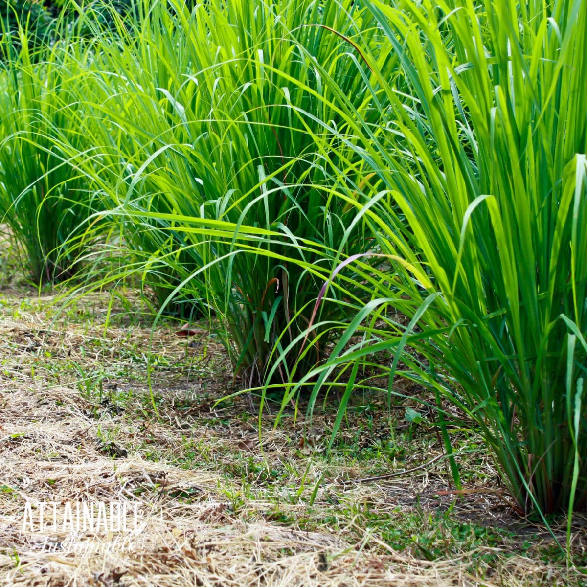 How To Grow Lemongrass In The Garden And In Containers 