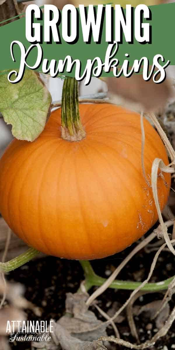 Growing Pumpkins For Food And Fun - Attainable Sustainable®