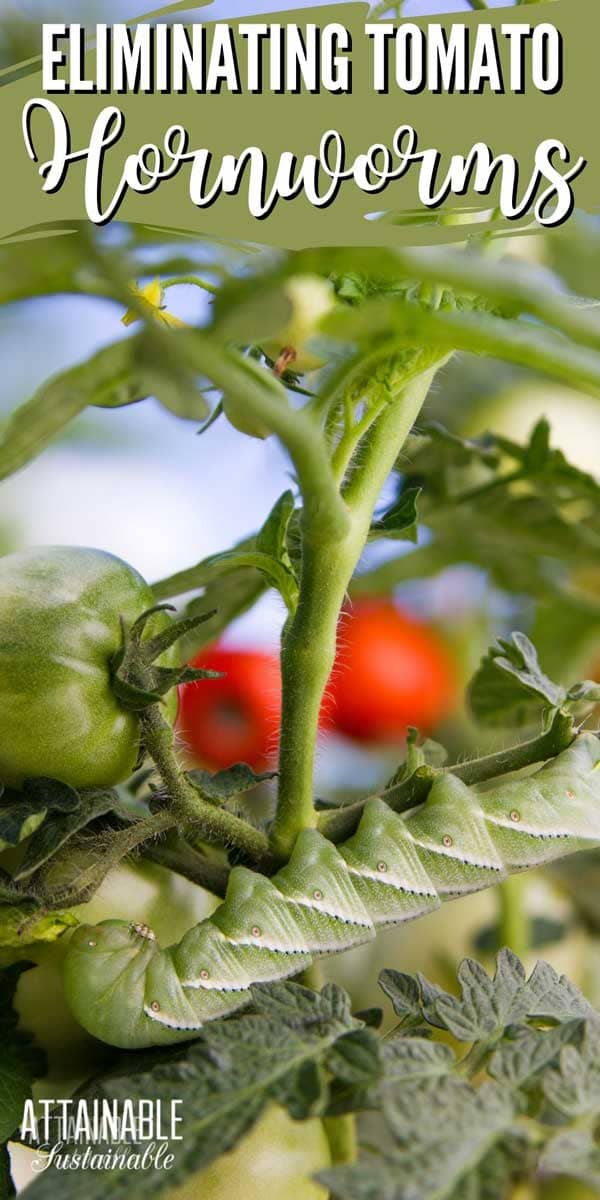 download controlling tomato hornworm