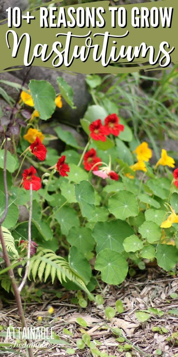 10 Fabulous Reasons to Grow Nasturtiums - Attainable Sustainable®