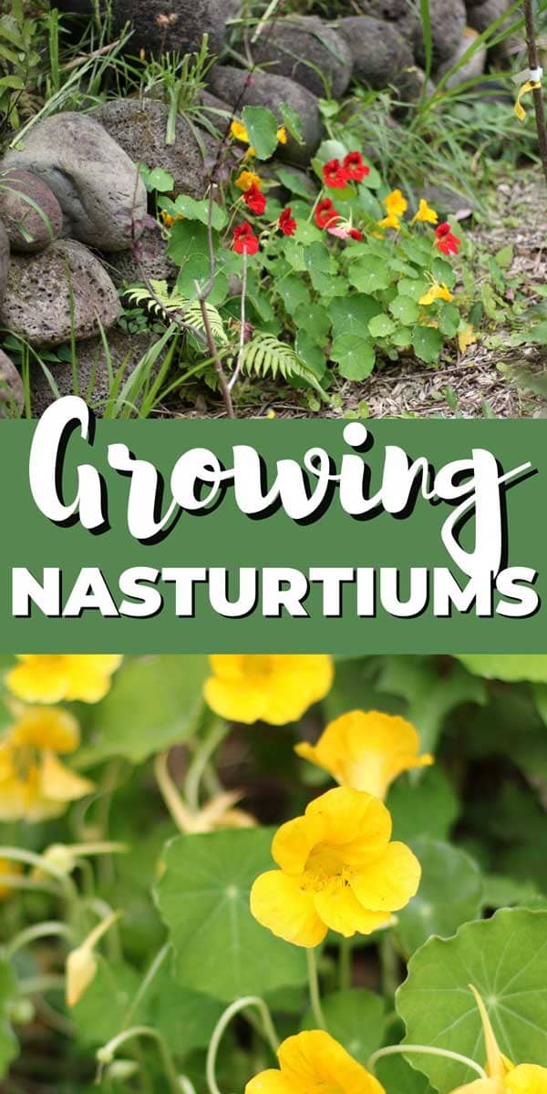 10 Fabulous Reasons to Grow Nasturtiums - Attainable Sustainable®