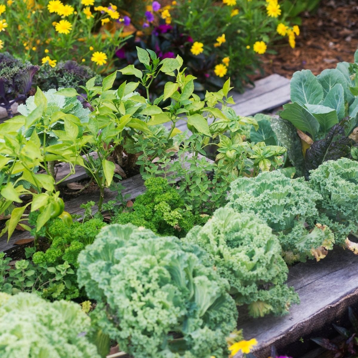 Choosing the best containers for growing vegetables