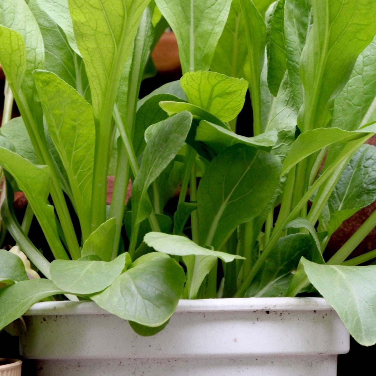 5 Best Container Vegetables for Beginning Gardeners - Brown Thumb