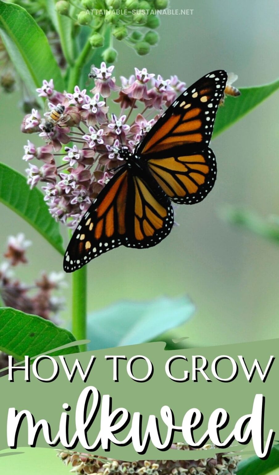 Growing Milkweed To Help Monarch Butterflies - Attainable Sustainable®