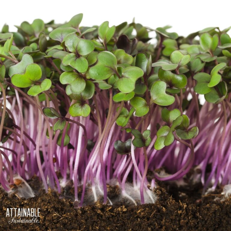 Growing Microgreens Indoors for Year-Round Salads