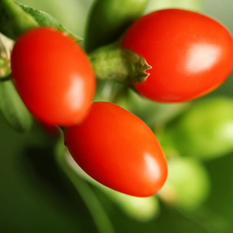 growing-goji-berries-for-good-health-attainable-sustainable