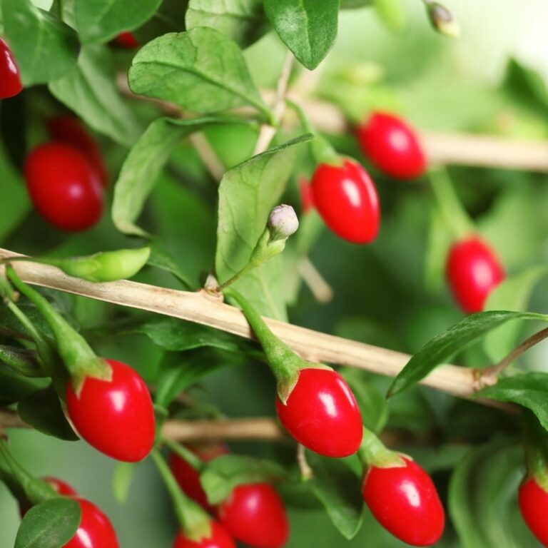 Growing Goji Berries for Good Health - Attainable Sustainable®