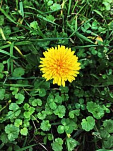 cropped-dandelion-with-weeds.jpg