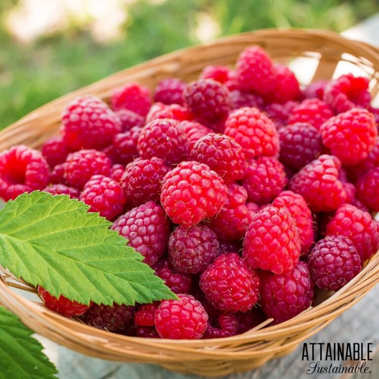 Growing Raspberries for a Delicious Harvest - Attainable Sustainable®