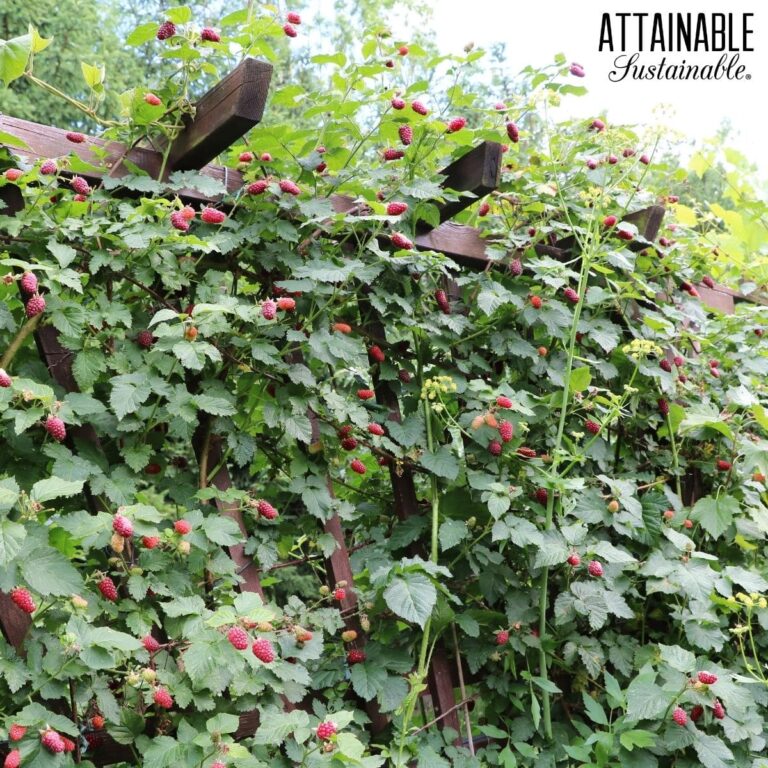 Growing Raspberries for a Delicious Harvest Attainable Sustainable®