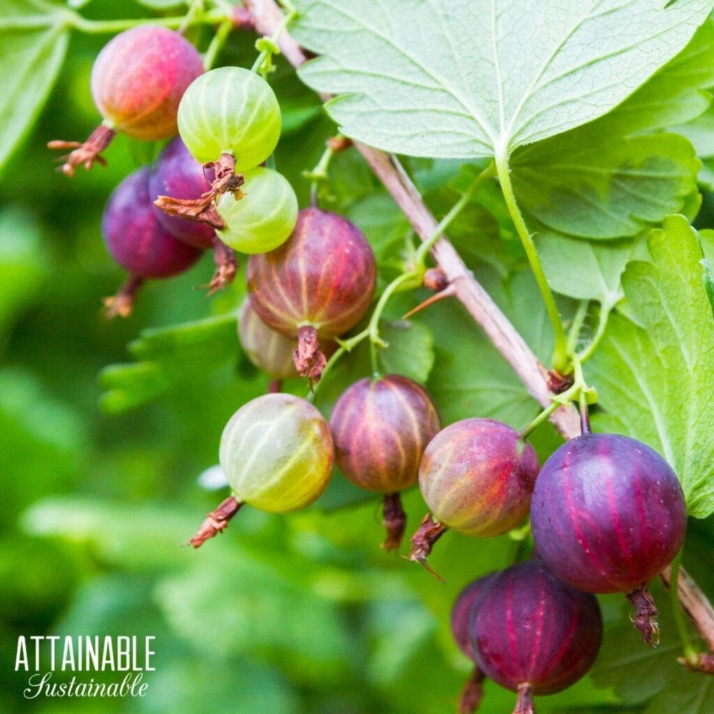 Growing Gooseberries for Flowers and Fruit - Attainable Sustainable®