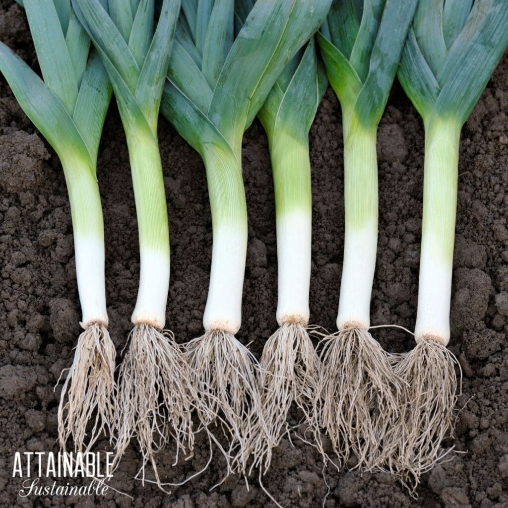 Growing Leeks in the Backyard Garden for Fresh Flavor