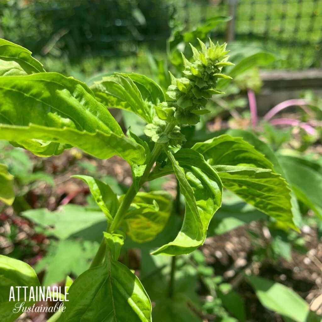 how-to-harvest-basil-seeds-and-grow-free-plants