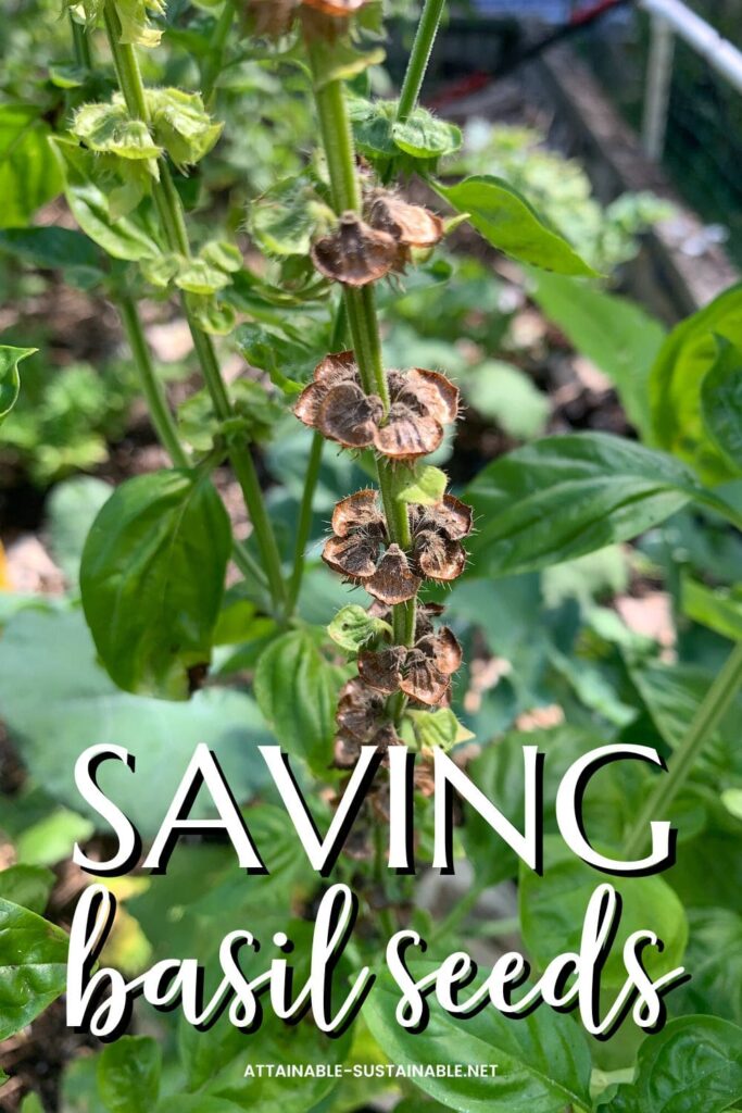 how-to-harvest-basil-seeds-and-grow-free-plants