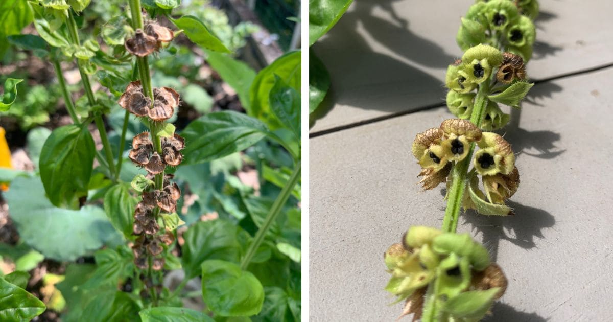 How to Harvest Basil Seeds And Grow Free Plants