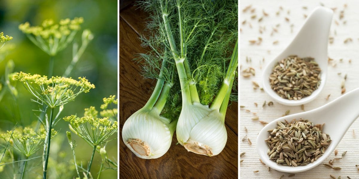 Growing Fennel For Fronds Seeds And Bulbs