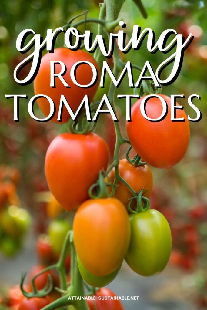 Your Guide to Growing Great Roma Tomatoes