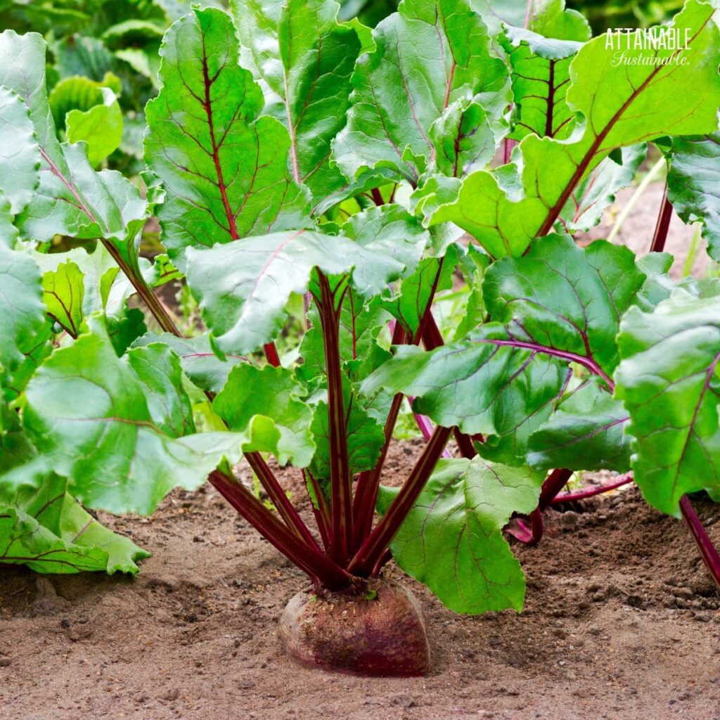 Growing Beets in the Home Garden - Attainable Sustainable®