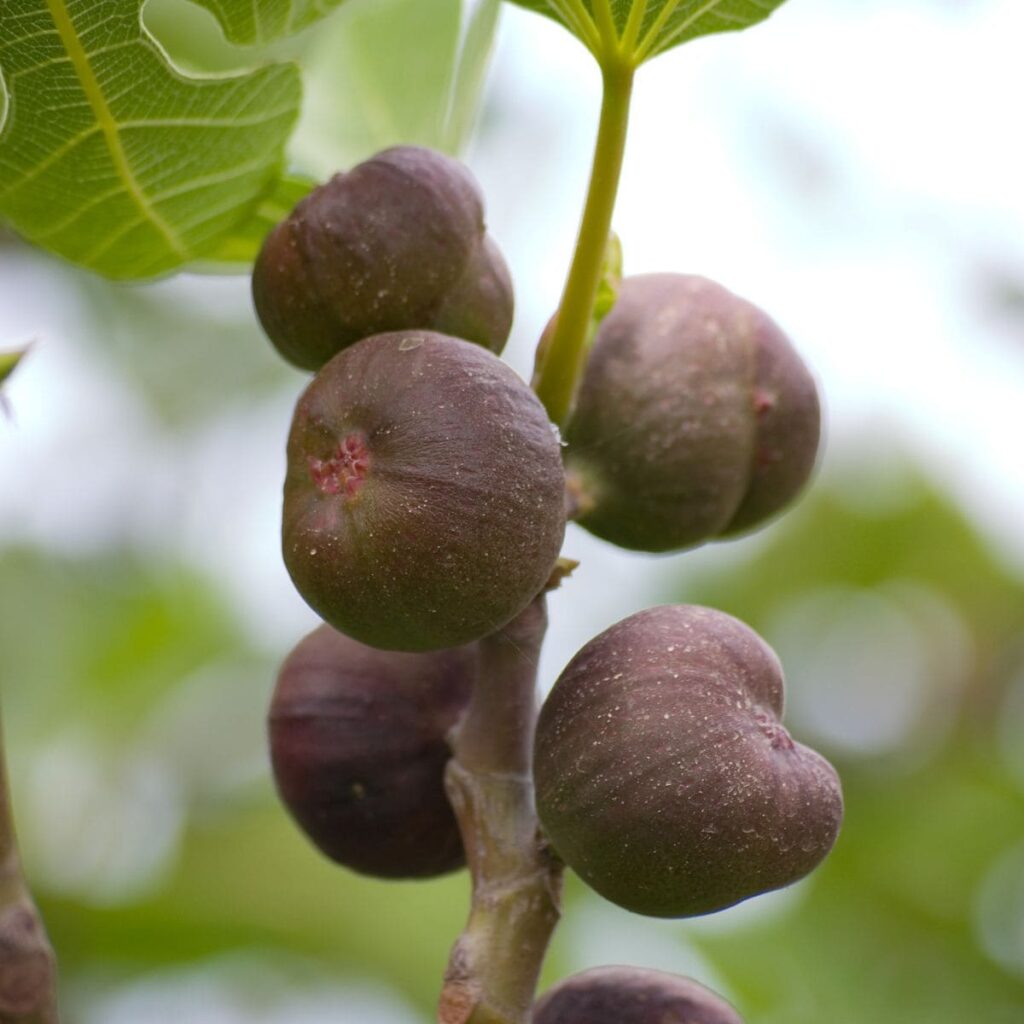 Growing Fig Trees in Containers for a Small Space Fruit Harvest