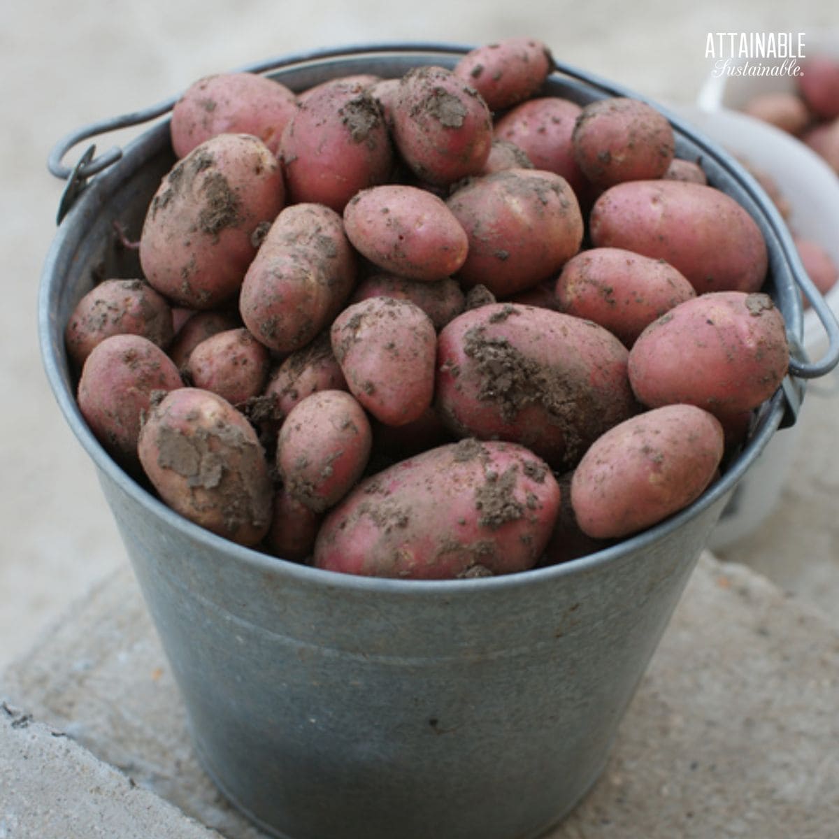 Growing Potatoes: Planting, Growing, and Harvesting Potatoes