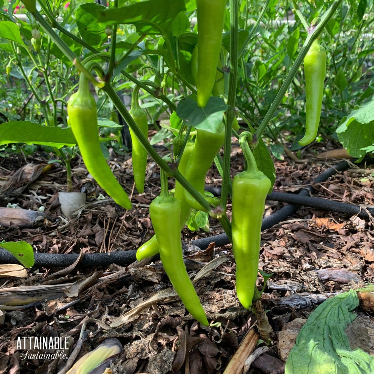 Growing peppers